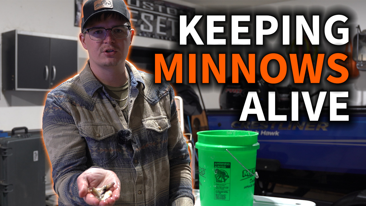 How To Keep Minnows Alive At Home